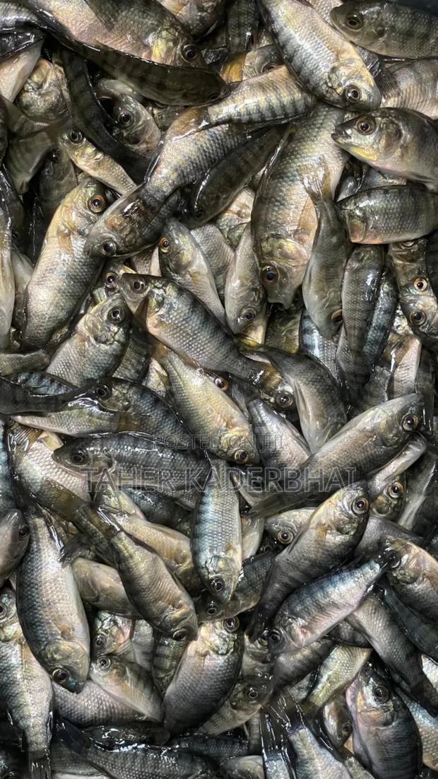 Commercial Grade Tilapia Fingerlings for Sale - thumbnail 3