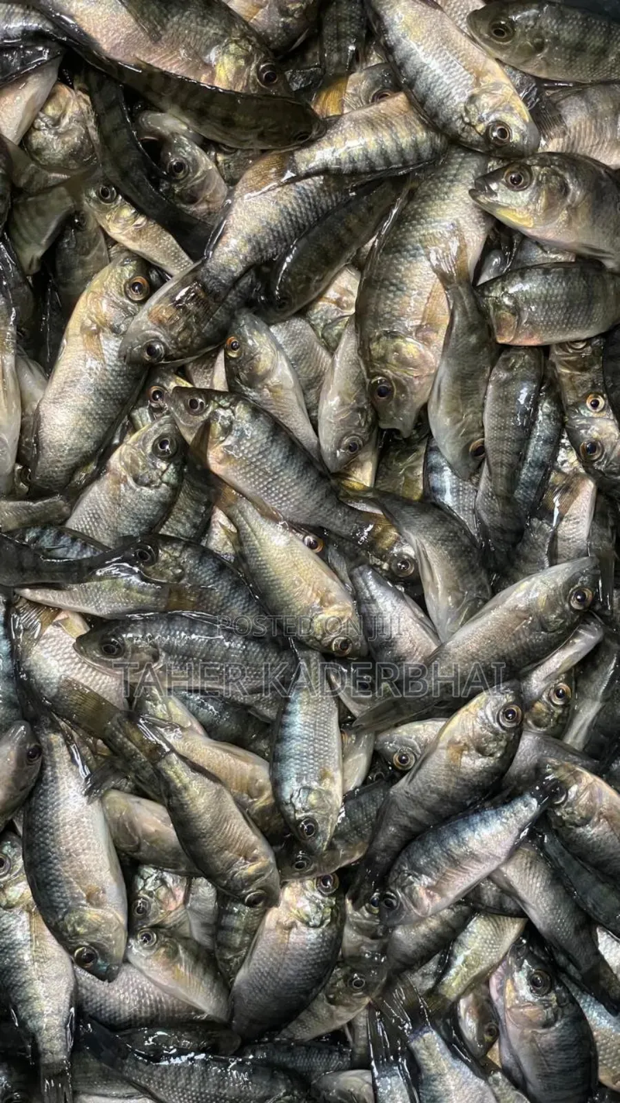 Commercial Grade Tilapia Fingerlings For Sale
