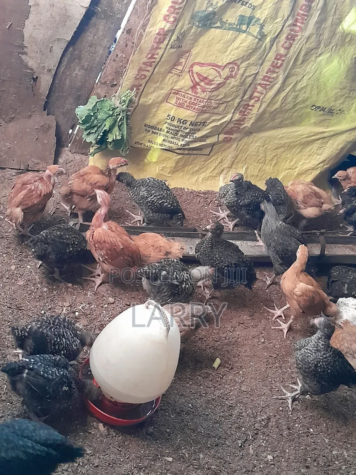 Kenbro F1 Chicken