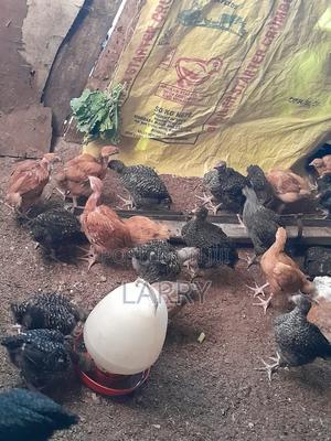 Kenbro F1 Chicken - thumbnail 2