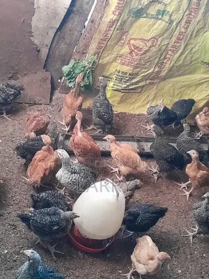 Kenbro F1 Chicken
