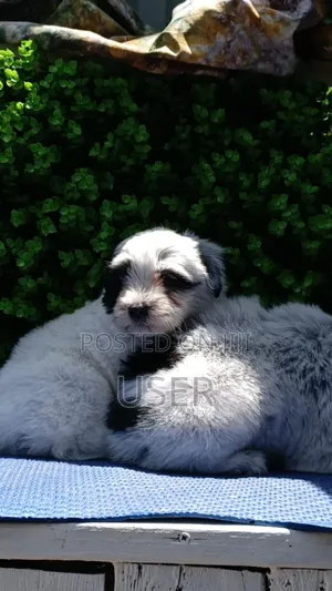 1-3 months Female Purebred Havanese