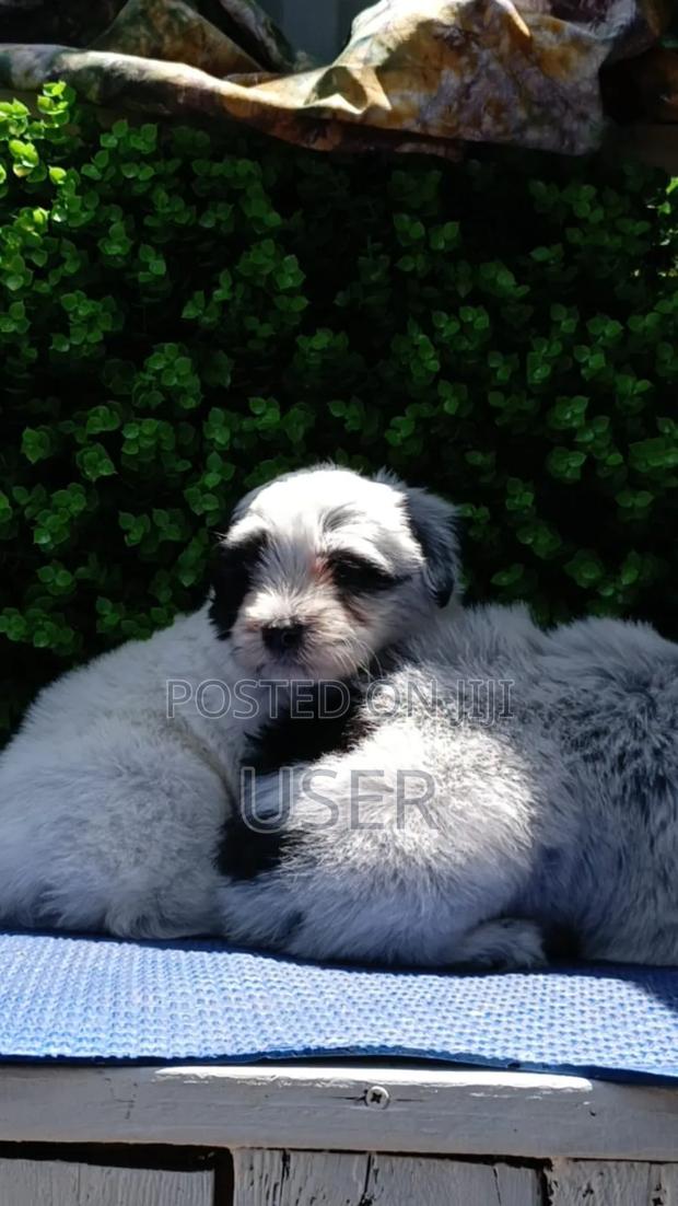 1-3 months Female Purebred Havanese - thumbnail 3