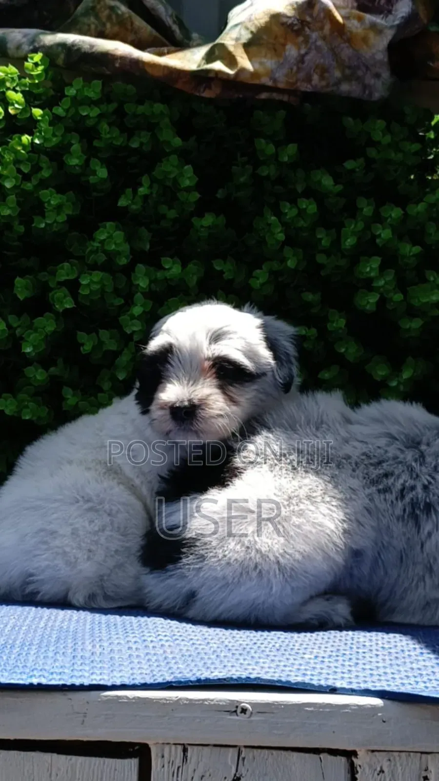 1-3 months Female Purebred Havanese