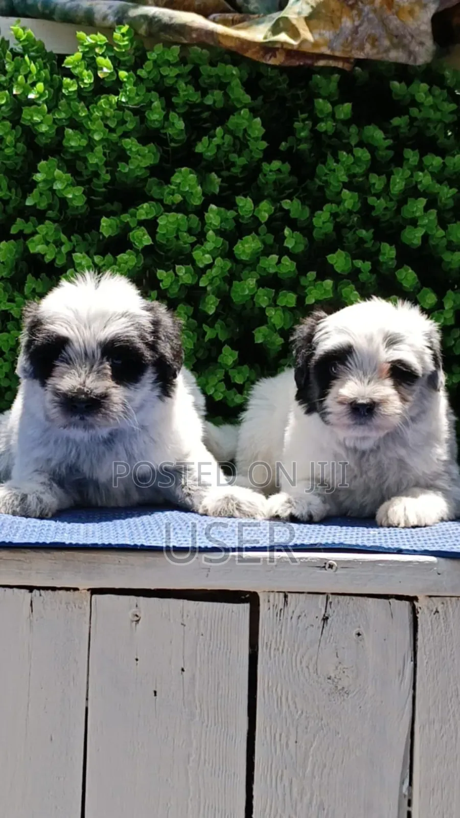 1-3 months Female Purebred Havanese