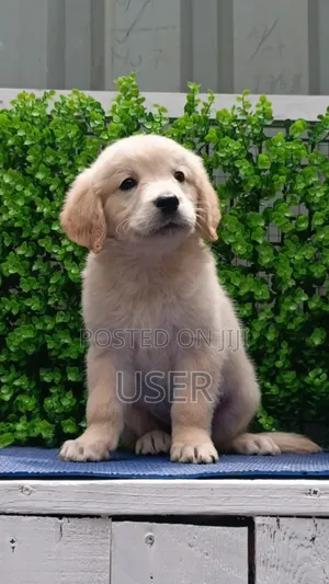 1-3 months Male Purebred Golden Retriever