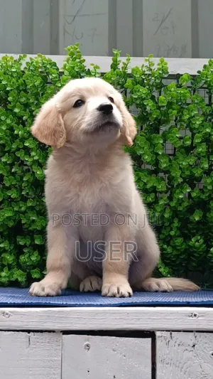 1-3 months Male Purebred Golden Retriever