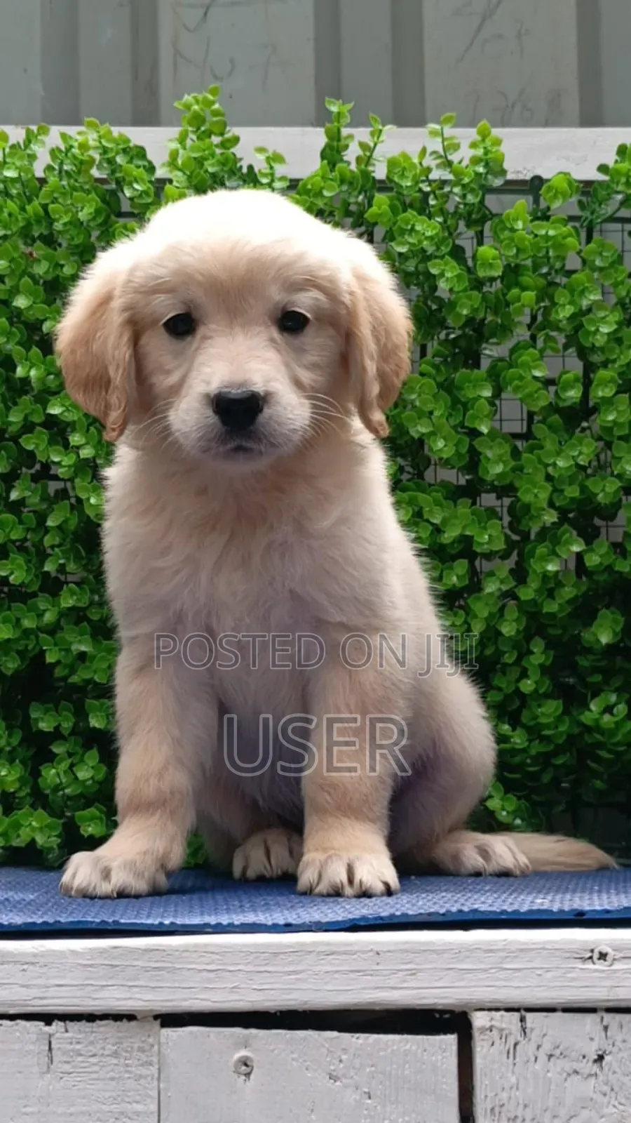 1-3 months Male Purebred Golden Retriever