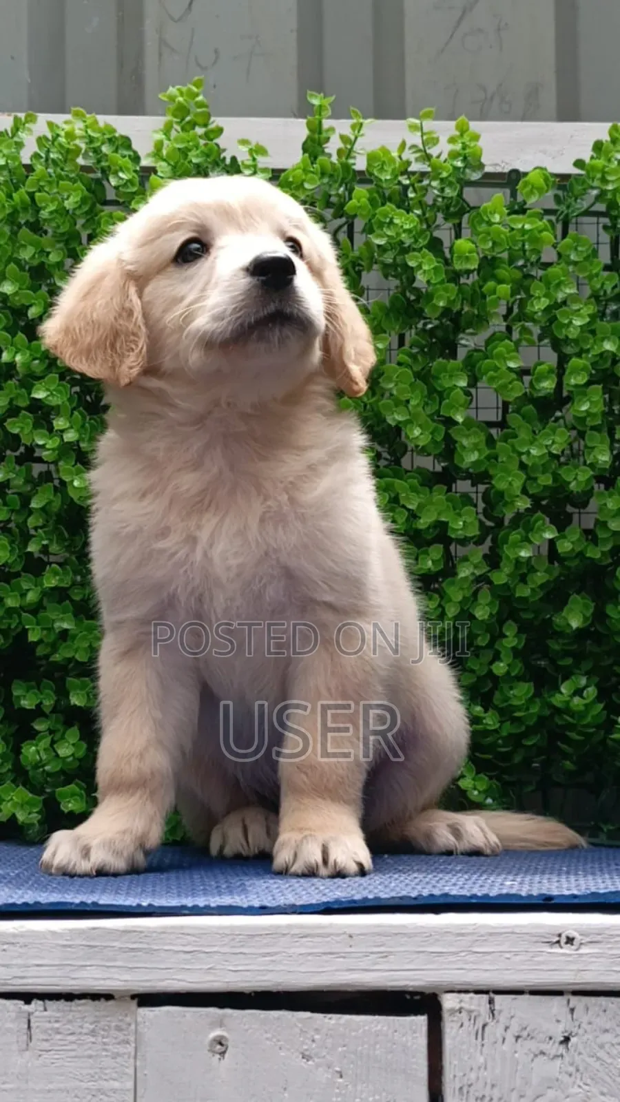 1-3 months Male Purebred Golden Retriever
