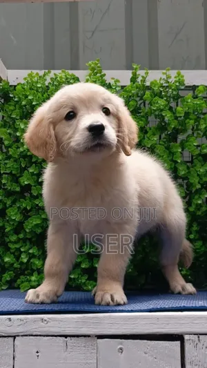 1-3 months Male Purebred Golden Retriever