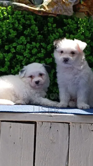 1-3 months Female Purebred Havanese