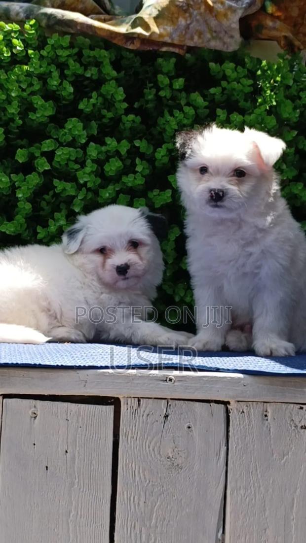 1-3 months Female Purebred Havanese - thumbnail 4