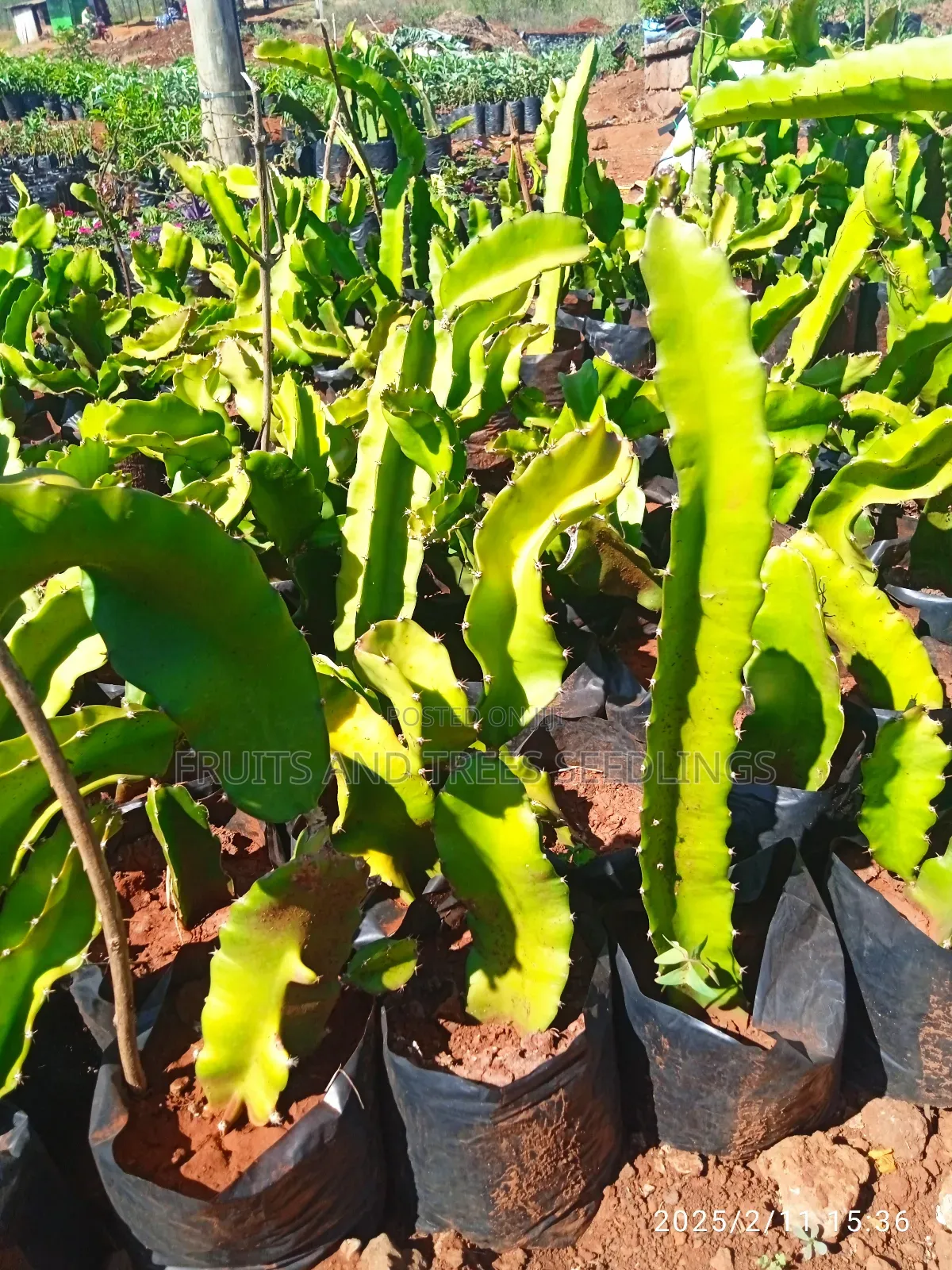 Dragon Fruits