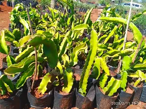 Dragon Fruits