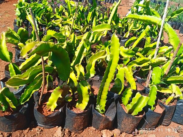 Dragon Fruits - thumbnail 5