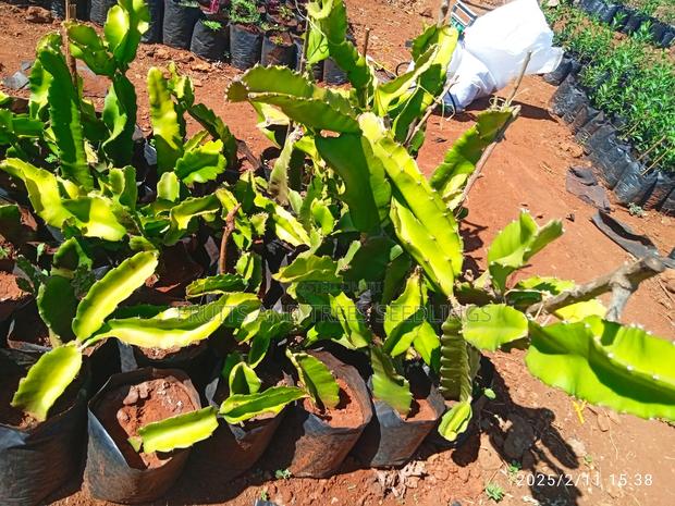 Dragon Fruits - thumbnail 6