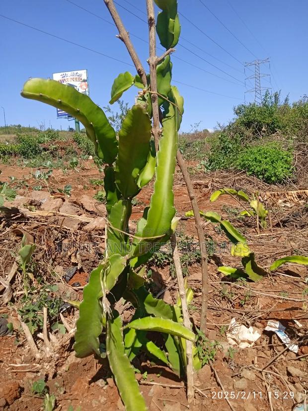 Dragon Fruits - thumbnail 7