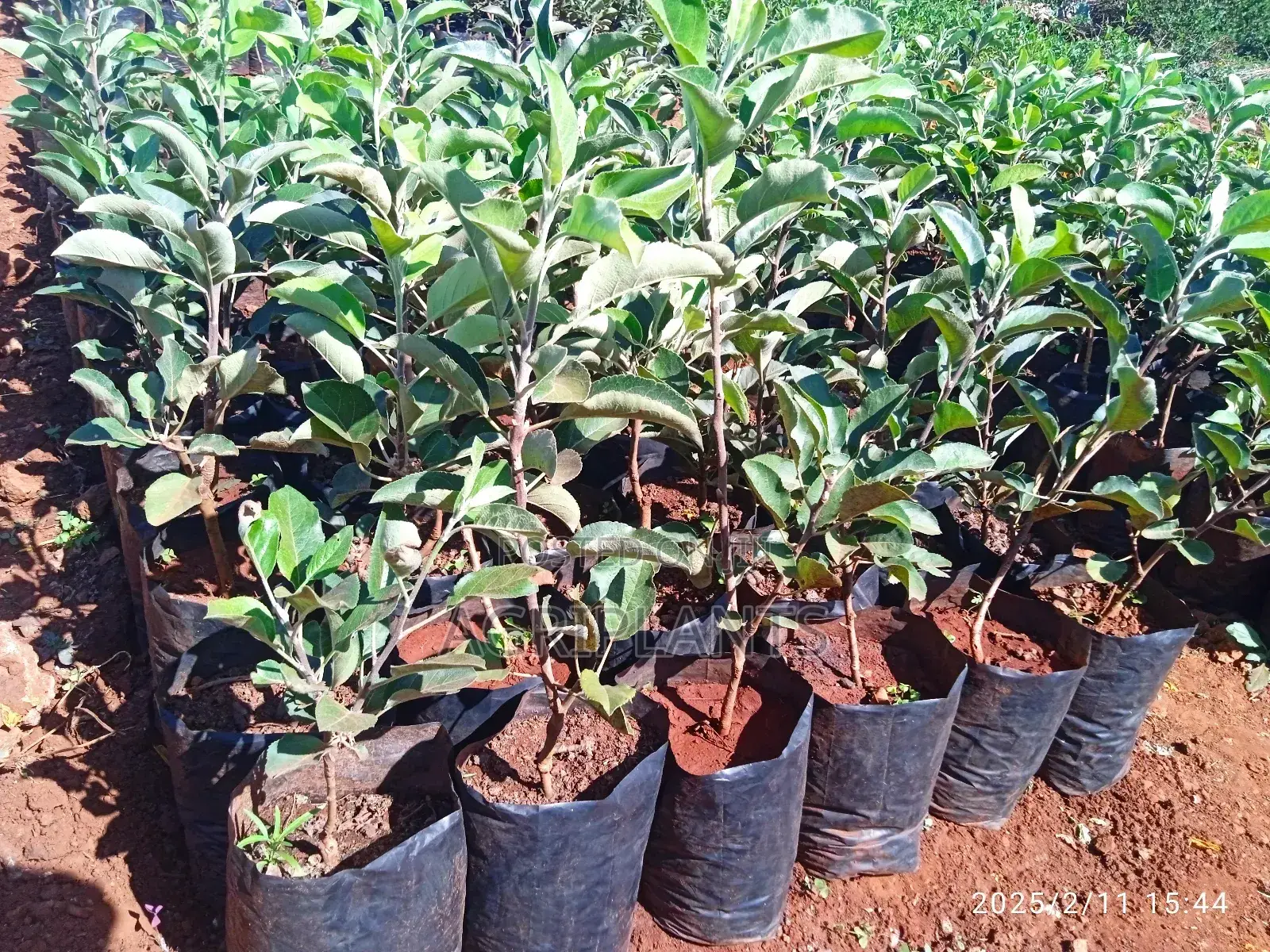 Apple Seedlings