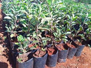 Apple Seedlings - thumbnail 2