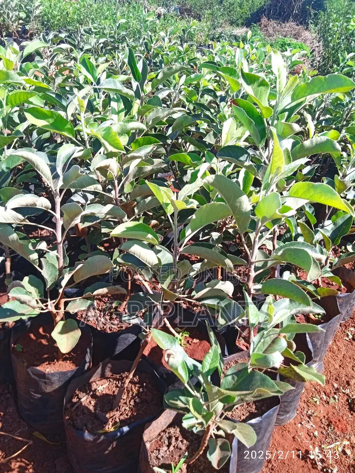 Apple Seedlings