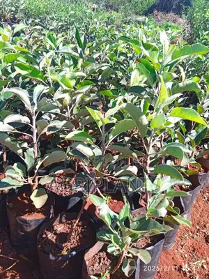 Apple Seedlings