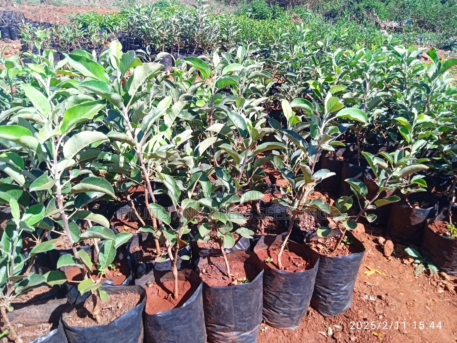 Apple Seedlings