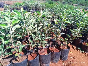 Apple Seedlings