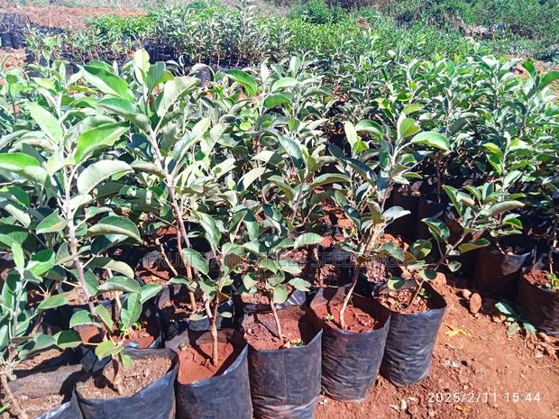 Apple Seedlings - thumbnail 4