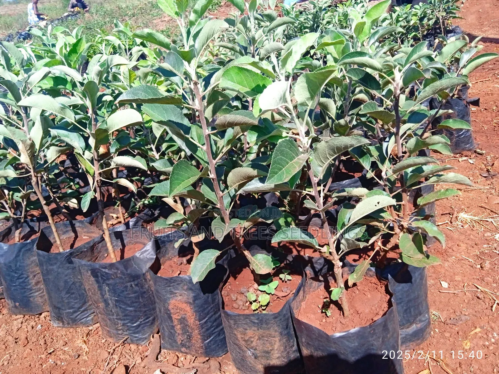 Apple Seedlings