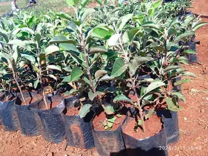Apple Seedlings