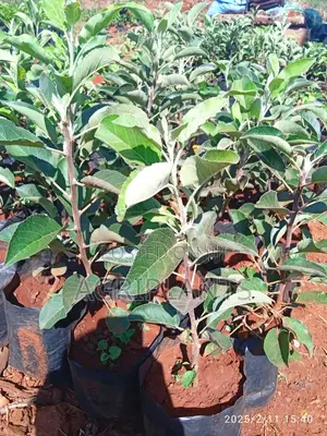 Apple Seedlings