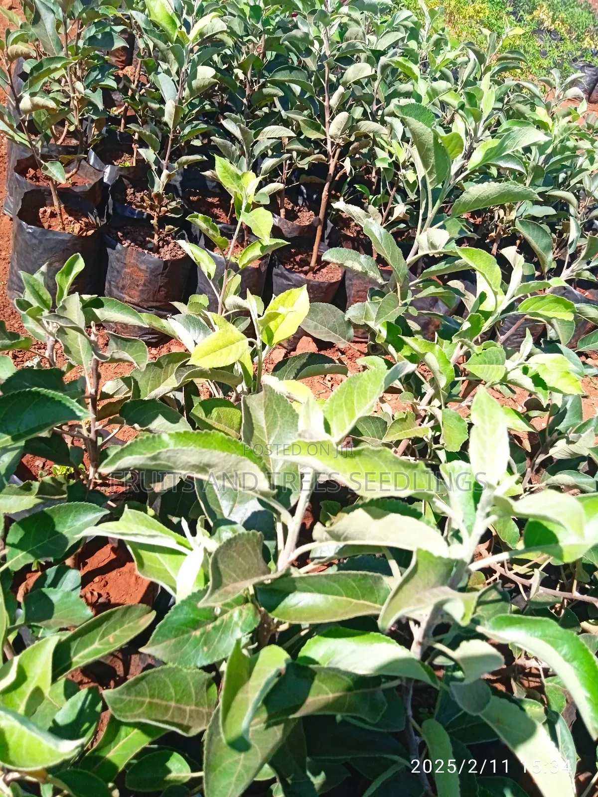 Apple Seedlings