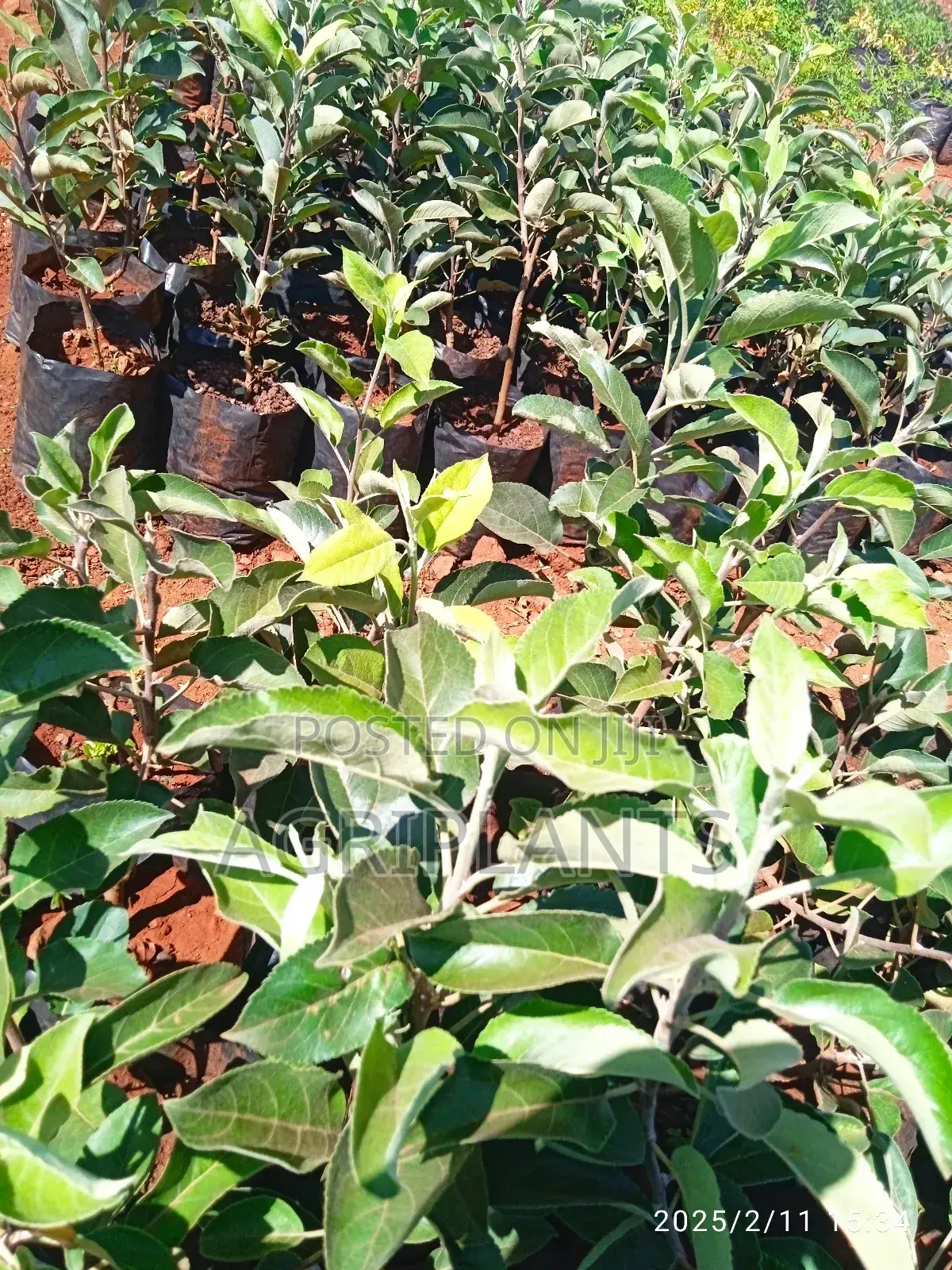 Apple Seedlings