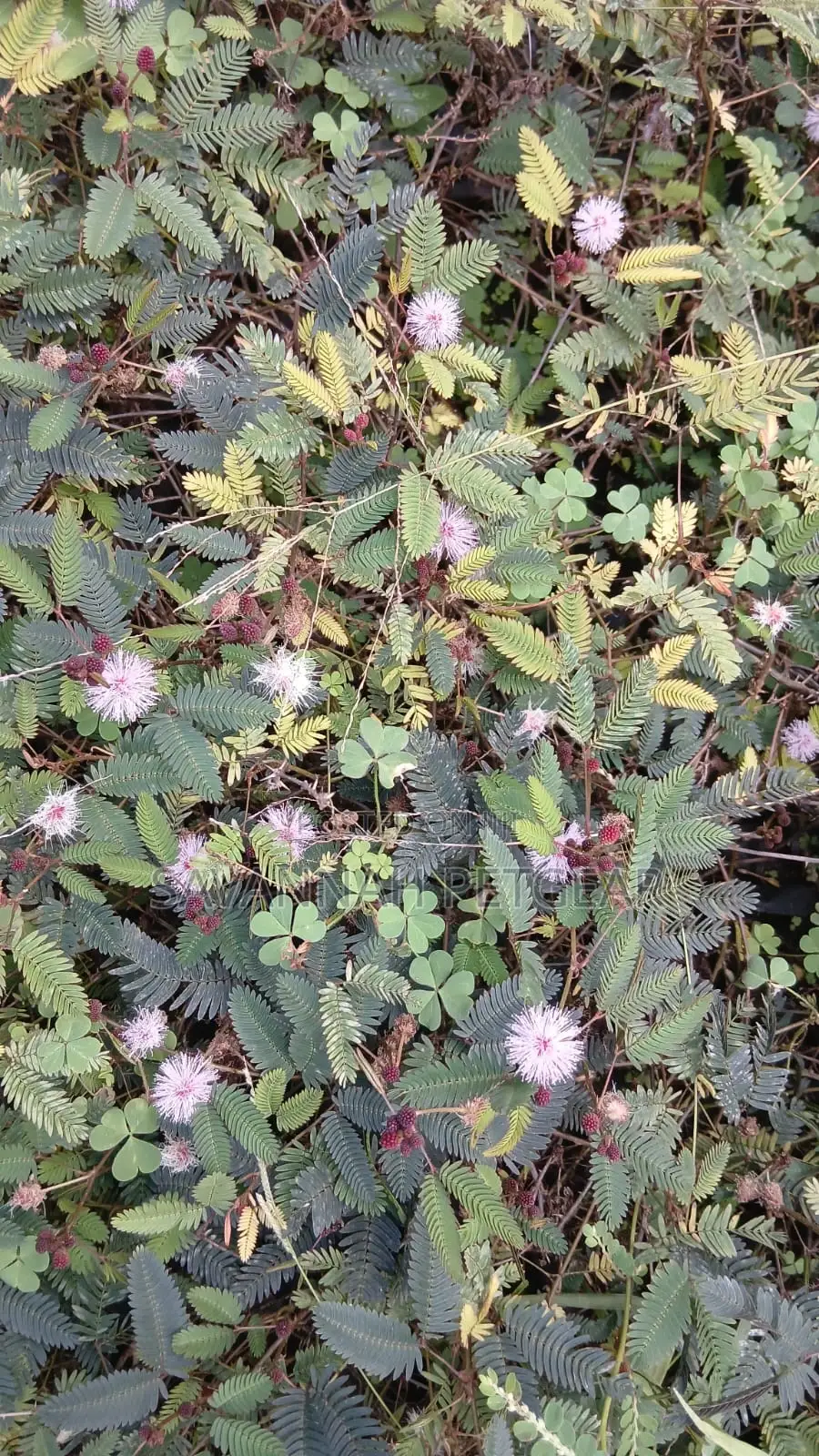 Mimosa Pudica - The Sensitive Plant Seedlings -Moq 1O Pieces