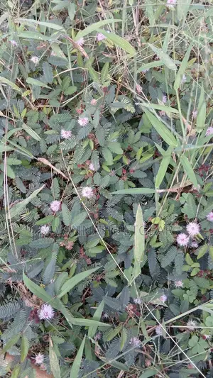 Mimosa Pudica - The Sensitive Plant Seedlings -Moq 1O Pieces