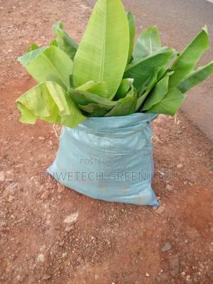 Tissue Culture Banana - main view