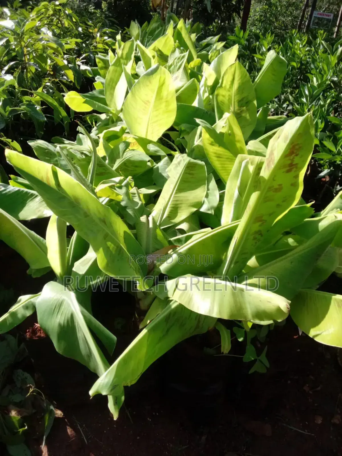 Tissue Culture Banana