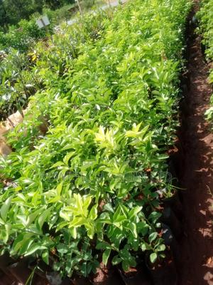 Pixie Oranges - main view