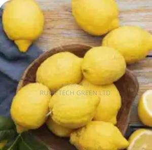 Hybrid Maya Lemon Seedlings - main view