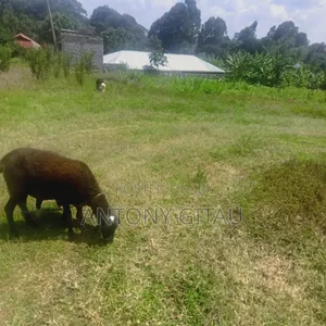 0.05 Ha Plot Near Kikuyu Bypass Overlooking Alliance High