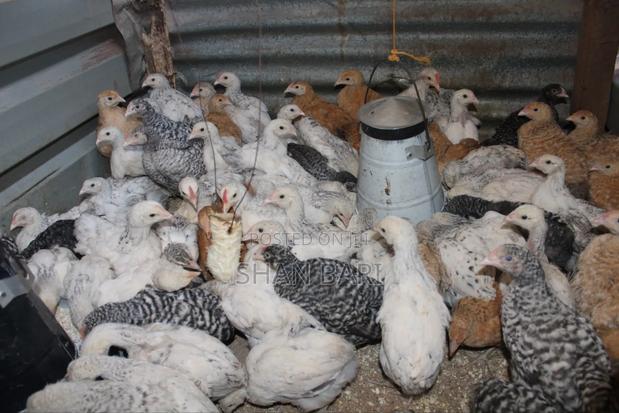 Healthy Vaccinated Kienyeji Chicks – Ready for Your Farm!