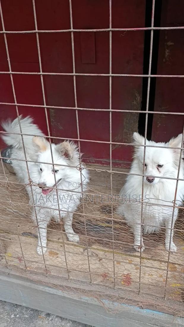 3-6 months Male Purebred Japanese Spitz - main view