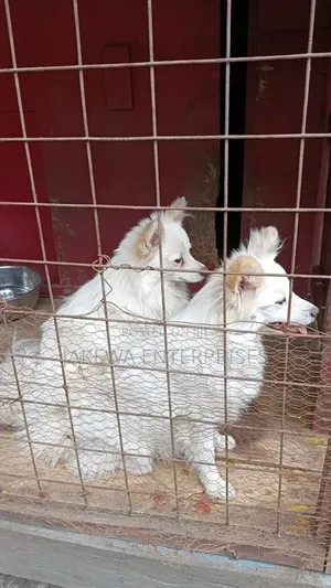 3-6 months Male Purebred Japanese Spitz