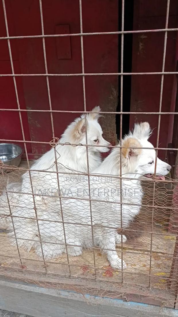 3-6 months Male Purebred Japanese Spitz - thumbnail 3