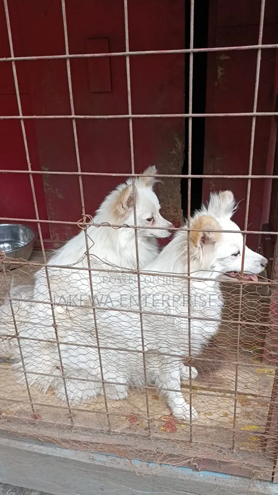 3-6 months Male Purebred Japanese Spitz
