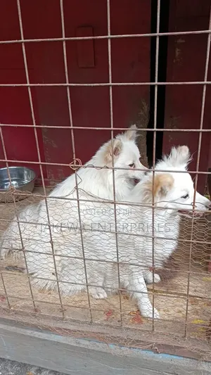 3-6 months Male Purebred Japanese Spitz