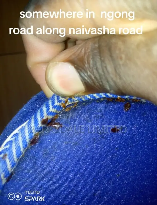 Bedbug Pest Control Cockroaches Insects Fumigation Cleaning