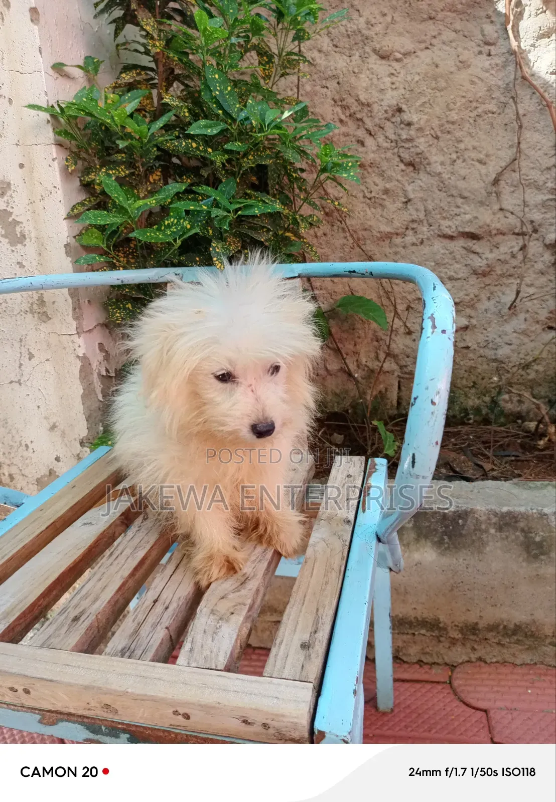 1-3 months Male Purebred Japanese Spitz