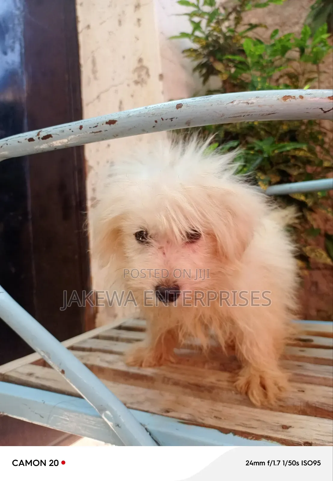 1-3 months Female Purebred Japanese Spitz