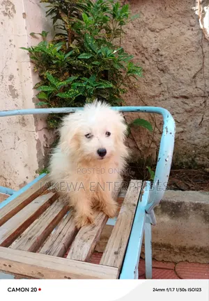 1-3 months Female Purebred Japanese Spitz